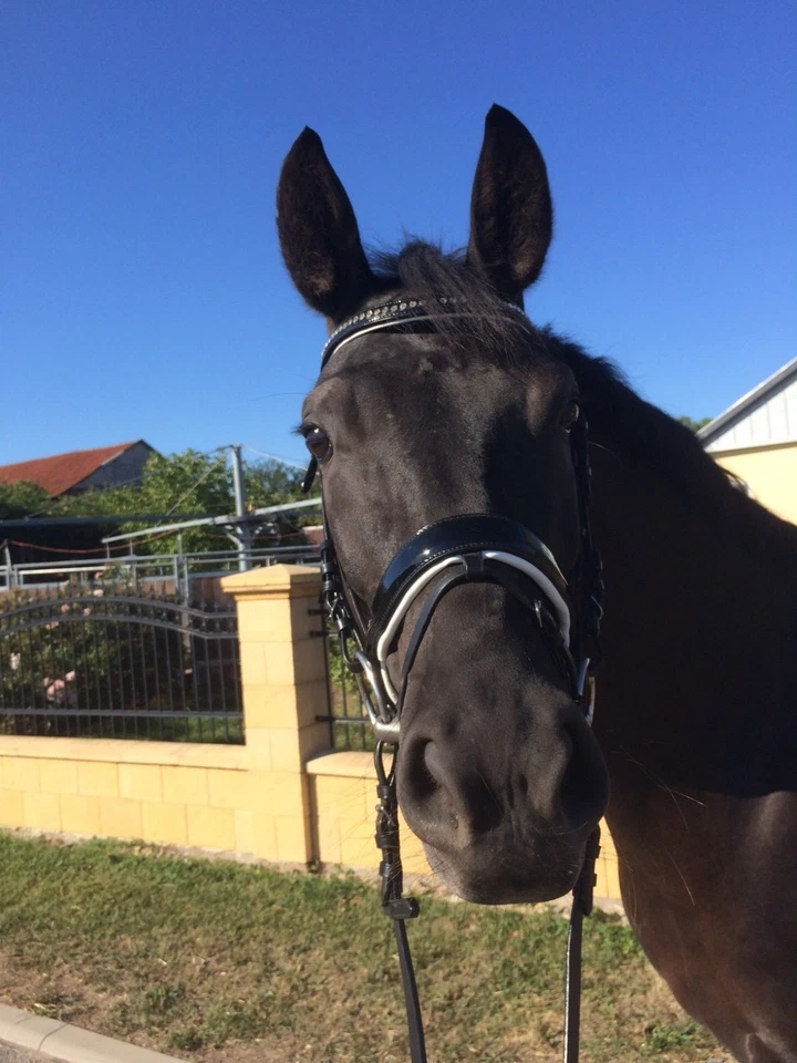 Trense, Lacktrense, Zaumzeug Trensenzaum anatomisch, Ohren und Gebissfreiheit - Bild 2 von 4