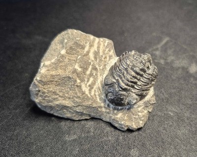 51 mm Marokko Trilobit Marokko Fossil Devon