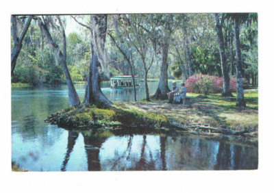 A Beautiful Florida Scene Silver Springs & River #FL Boat #Postcard
