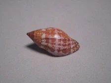 Nassa tuamotuensis,Houart 1996 "HAWAIIAN ISLANDS:MURICIDAE" (31.2mm)