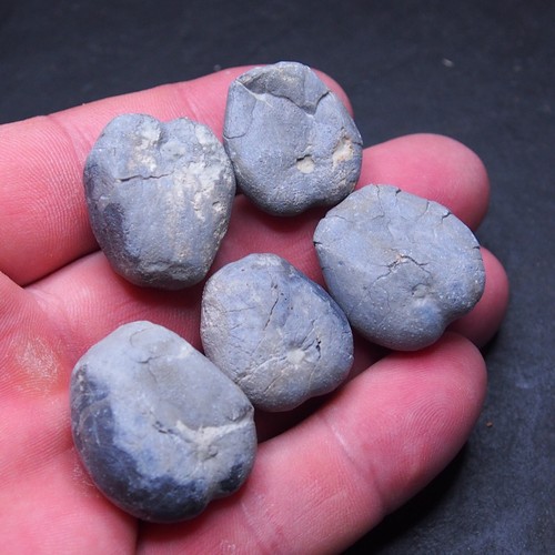 5pcs 29-34mm Echinoid mm Toxaster peroni Fossil Natural Sea Urchin 8 - Picture 5 of 5