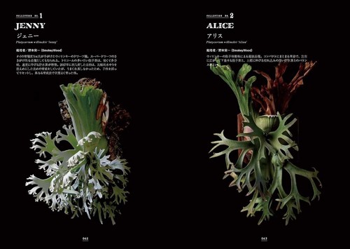 Platycerium 2 Attractive Bizarre Plants Cultivation Book Japan Green Arrangement - Imagen 18 de 19