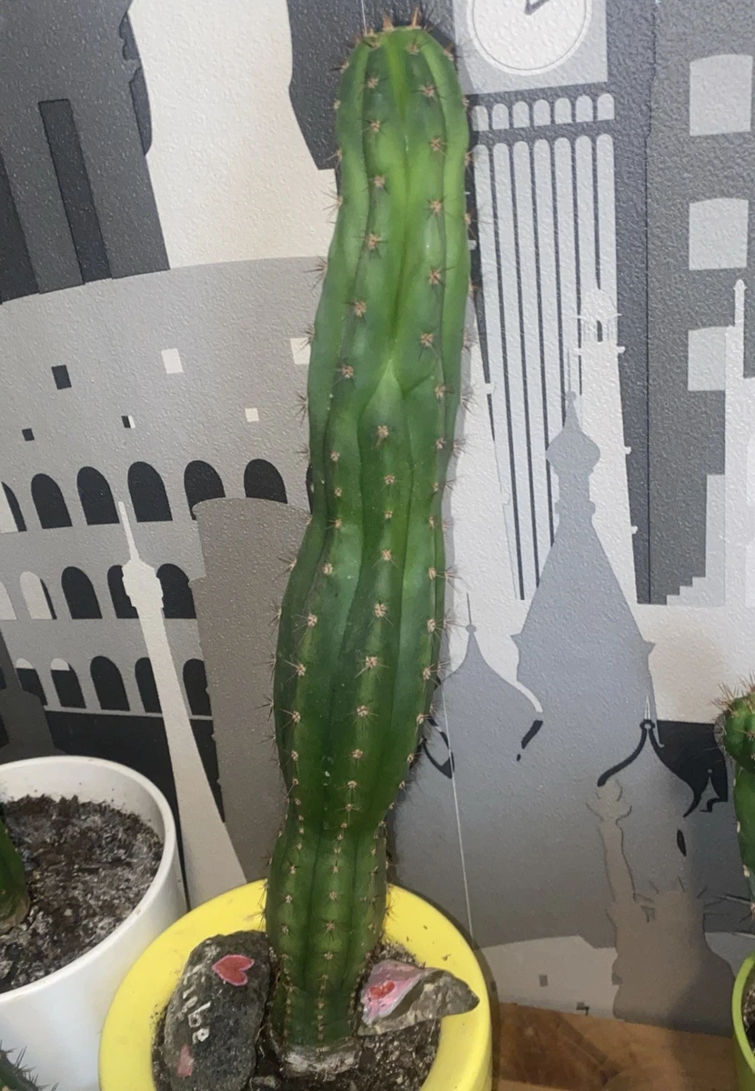 San Pedro online kaufen | eBay.de