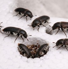 150 Dermistid Beetle Colony Dermestid Beetle,Eggs,larva, PupaeStarter Kit 150