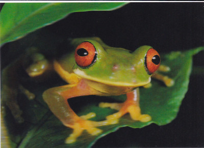 3 -D - Ansichtskarte: Rotaugenlaubfrosch - Red-eyed Treefrog, Costa Rica