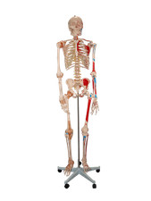 Life Size Skeleton Model with Painted Muscles & Ligaments Educational Model