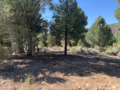 RESIDENTIAL LAND, RV, MOBILE HOME, BIG BEAR LAKE, CALIFORNIA – HIGH BID WINS!