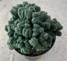 Cereus Forbesii Montrose, 'Ming Thing' Comes in a 3.5" Pot