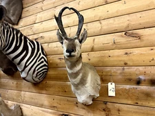 Shoulder Mount Pronghorn Antelope Real Horn Deer Taxidermy FD4