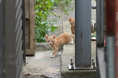 1$ Digital Image Wallpaper - Korea Cats Series: Curious Ginger Kitten Siblings