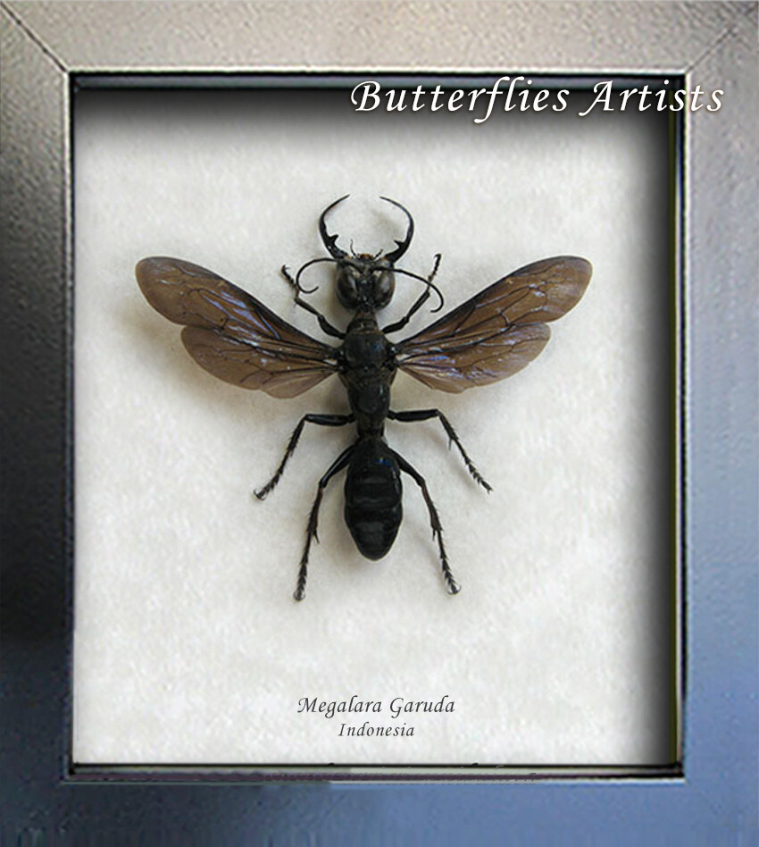 King Wasps VERY RARE Megalara Garuda Real Wasp Framed Entomology