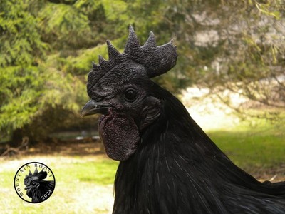 10+2 SVART HONA Fertile Hatching Eggs Extraordinary Rare Breed Cold Hardy