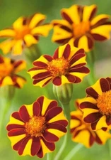 Marigold Seeds  Court Jester Harlequin Tall 30 Seeds Beneficial Plant Non-GMO