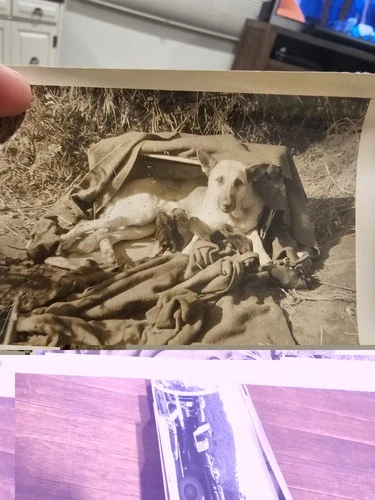 Vintage Photo Snapshot Dog Laying By Soldiers Bunk Military Blankets WW2 (F7)