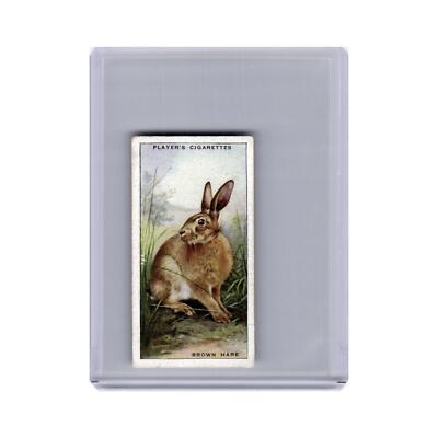 Brown Hare 1939 Player's Cigarettes Animals of the Countryside #22.0 VG