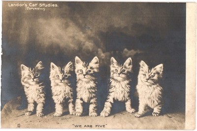 Raphael Tuck RPPC Landor's Cat Studies Five Kittens ''WE ARE FIVE'' S5093