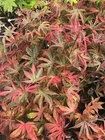Japanese Maple Shirazz Crazy Color!