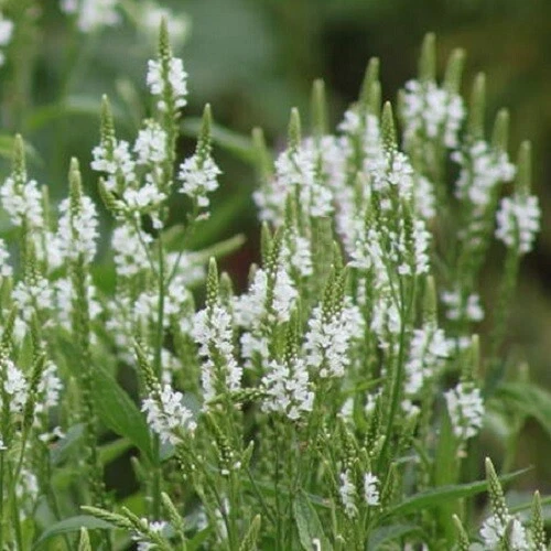 Image of Verbena tall white perennial