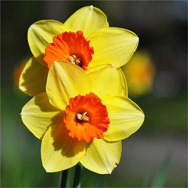 DAFFODIL HOOPOE SWEETNESS NARCISSUS GARDEN BULBS AUTUMN GARDENING SPRING  FLOWER