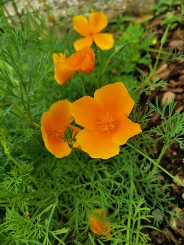 Ca 500 Samen Kalifornische Mohn Eschscholzia californica Blumenwiese Bienenweide - Bild 3 von 5