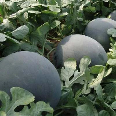 BACK TO NATURE SEED COMPANY Black Diamond Watermelon - Seeds - Non Gmo - Heirloom Seeds – Fruit Seeds
