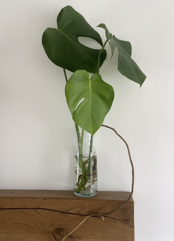 Hydroponic Monstera/Swiss Cheese Plant eBay