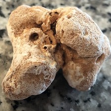 Coral Fossil, Rare Coral, Rustic Coral, Fossil Decor, Surf Tumbled