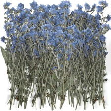 50 Pcs Natural Forget Me Not Pressed Dried Flowers Blue Don't 