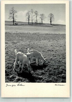 39436899-young life photo Niessen no.578 goat