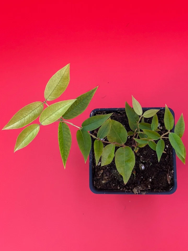 Escarlate Hybrid Jabotica Plinia Scarlet Brazilian Grape Fruit Tree Plant - Image 3 of 3