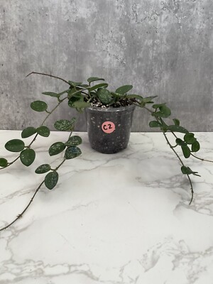 Hoya mathilde  Splash  4  Rooted Plant (C2)