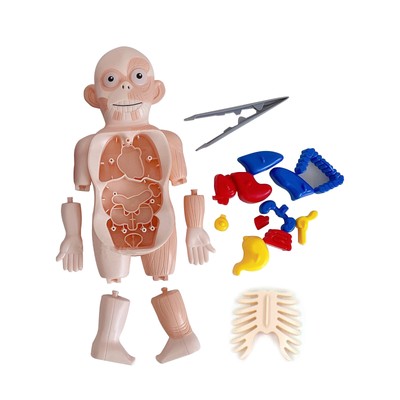3D DIY Puzzle Human Body Anatomy Model Learning Organ Assembled Toy Body Organ j