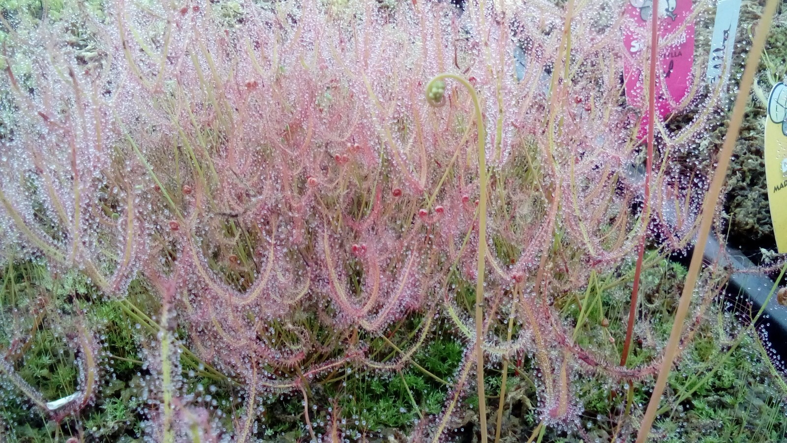 Plantes carnivores Drosera Binata et Dionaea Sawtooth pour végétaliser un bureau ensoleillé