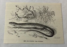 1885 book engraving ~ SEPS or CICIGNA lizard