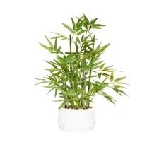 365 Blooming Decor 18 Inch Tall White Potted Faux Bamboo Plant - Luxury Artif...