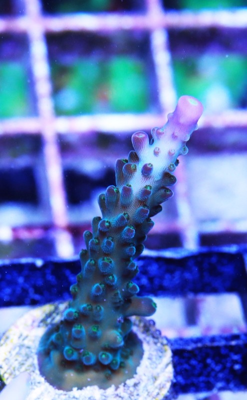 Purple Tips Acropora Frag Zoanthids Zoa Paly SPS LPS Corals, WYSIWYG