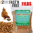 11 LBS Non-GMO Dried Black Soldier Fly Larvae Mealworms for Chicken Birds Treats