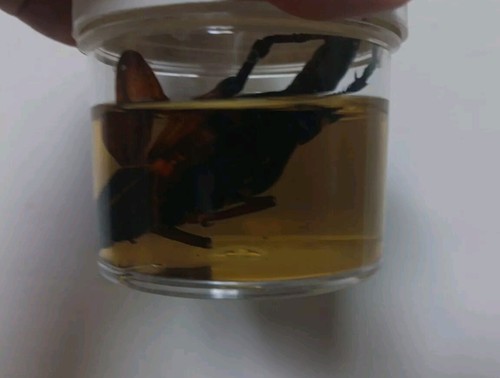 Lot 6 Jars Wet Specimens Arthropods Spiders Horseshoe Crab Jellyfish Rare Set - Picture 13 of 16
