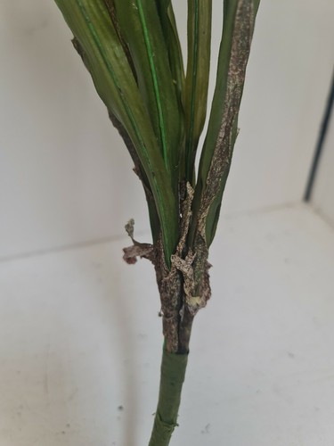 3 X Artificial green/yellow Leaf Orchid large Plants 100cm Foliage, Greenery - Picture 7 of 12