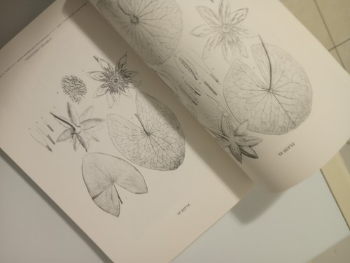 Henry S Conard THE WATERLILIES A MONOGRAPH OF THE GENUS NYMPHAEA ISBN 094867199 - Bild 5 von 5