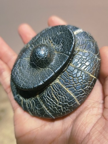 China Natural stone "tortoise back pattern" stone Moire stone 73694 - Picture 3 of 4