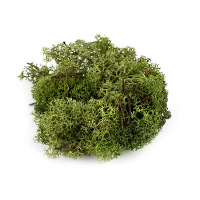 WWS Lichen Flechte Modell Moos Laub