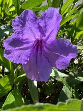 12 Purple Mexican Petunia Cuttings - Freshly Cut - No