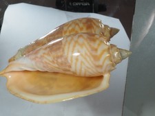 VOLUTA JANSAE JANSAE GREAT