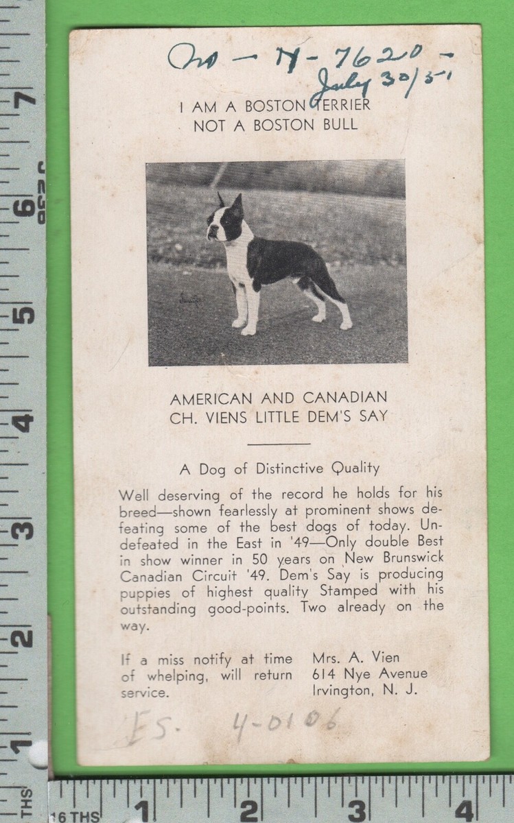 D914 Boston terrier stud card Mrs A Vien 614 Nye Ave Irvington NJ