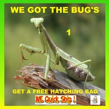 1 Fresh Picked Praying Mantis Egg Cases + FREE HATCHING BAG 2026 Season