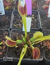 Dionaea muscipula 'Fake Dracula'