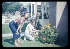 Woman Bent Over Funny Face Flowers 35mm Slide 1950s Red Border Kodachrome