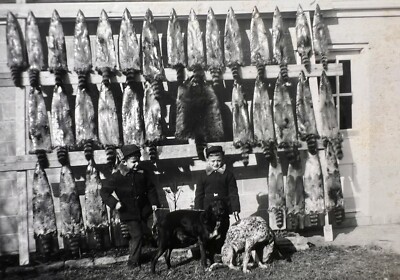 ORIGINAL 1954 PHOTO TWIN BOYS WITH HUNTING DOGS 35 RACCOONS PELTS 5 X 3.5  b