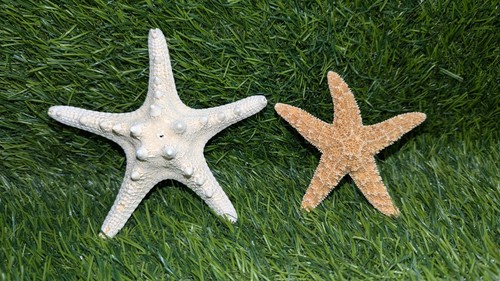 Sugar & White Knobby Starfish Beach Wedding Decor Nautical Crafts
